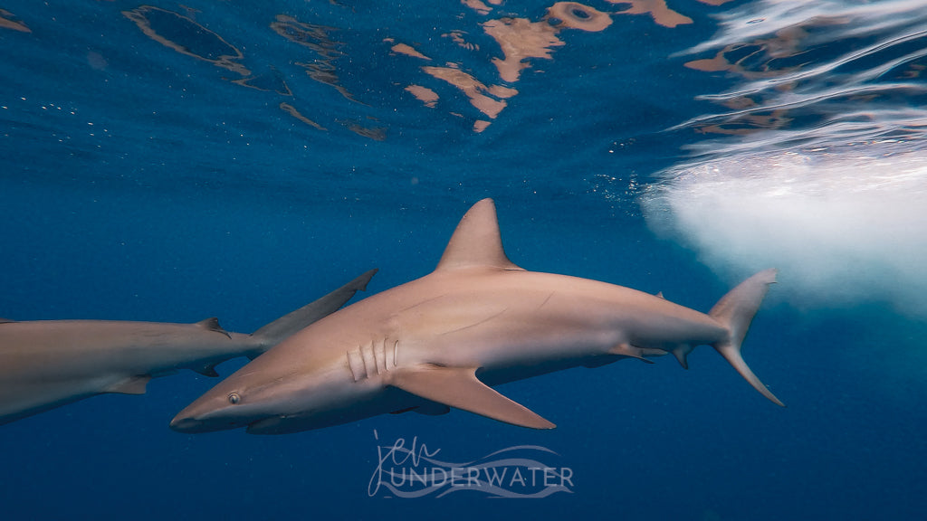 Galapagos Sharks