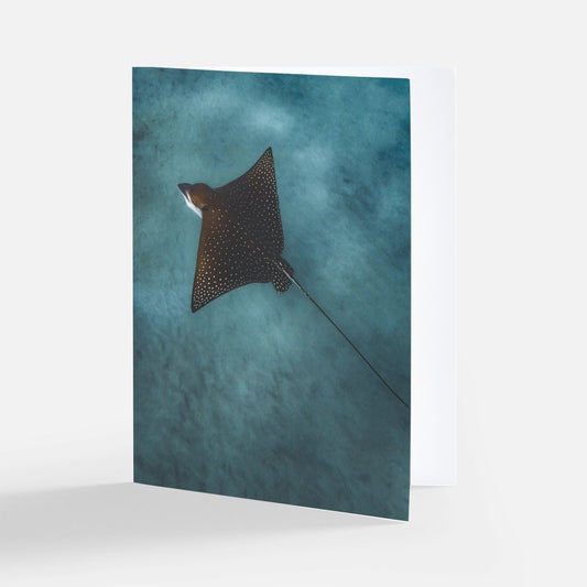 Spotted Eagle Ray Note Card