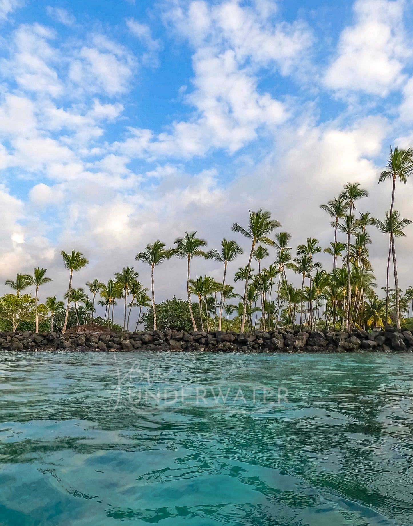 Where the Palm Trees Sway - Limited 1 of 1 Metal Print