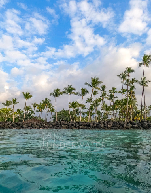 Where the Palm Trees Sway - Limited 1 of 1 Metal Print