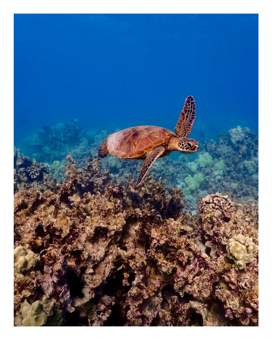 Happy Honu