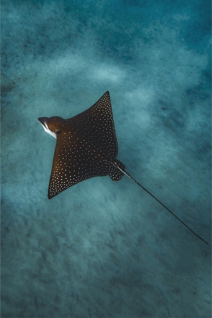 Spotted Eagle Ray