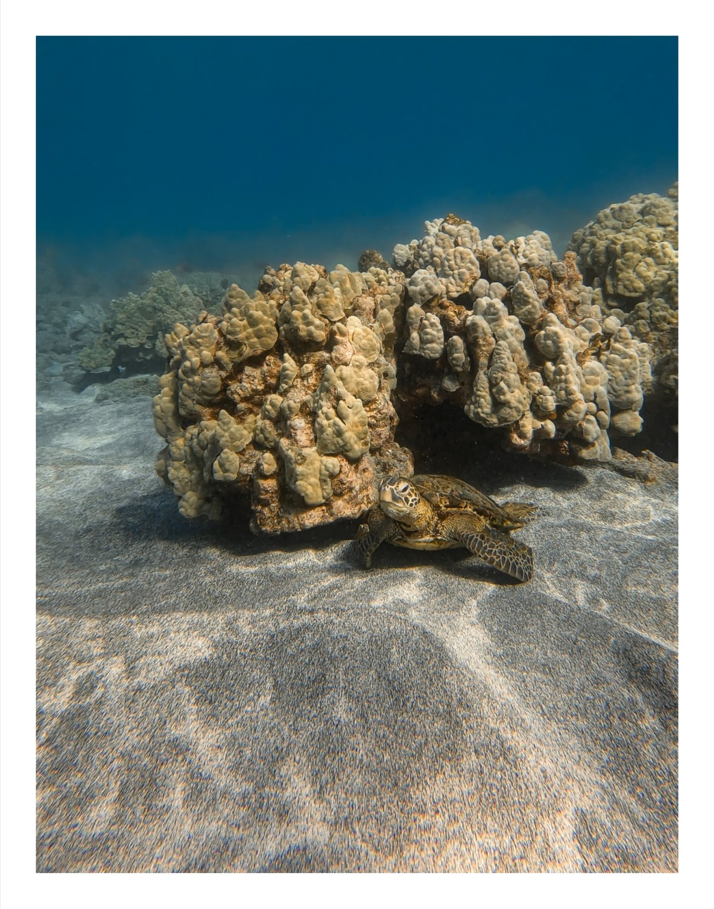 Resting Honu