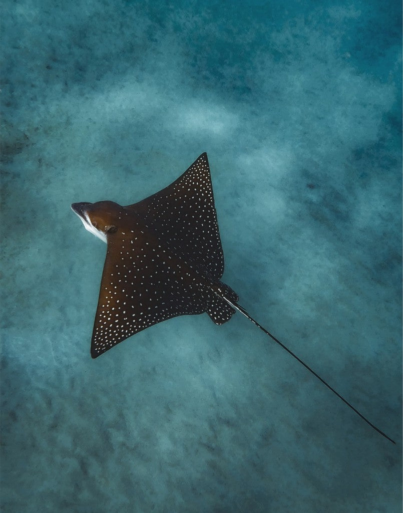 Spotted Eagle Ray