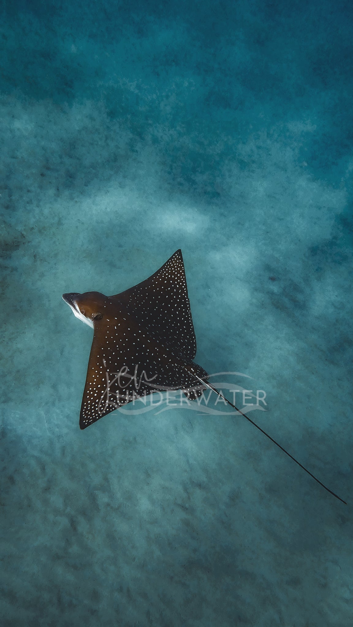 Spotted Eagle Ray
