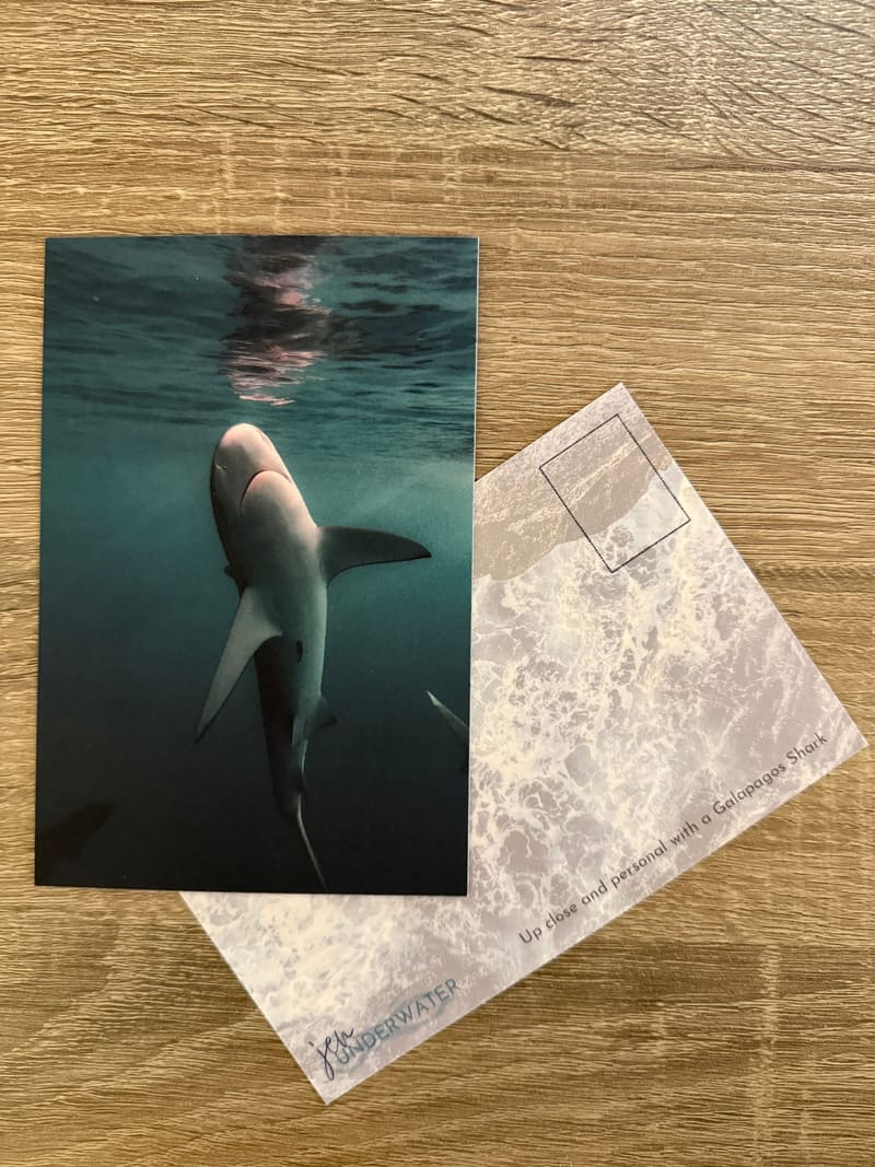 Galapagos Shark Postcard